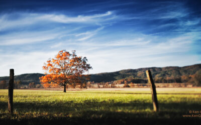 Wordless Wednesday: Lone Tree