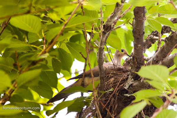 Mourning Dove