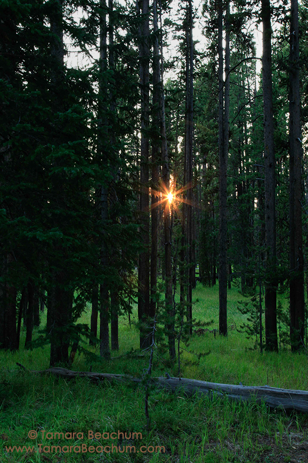 Yellowstone woods sunset