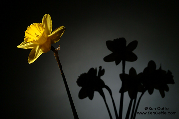 Wordless Wednesday: Daffodil